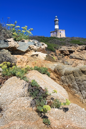 Isola dei Cavoli 41